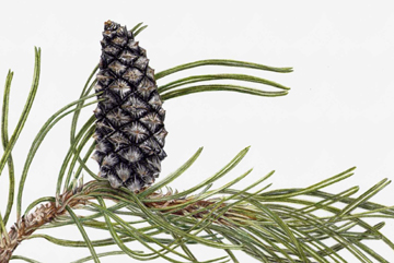 Canadian Black Pine Cone
